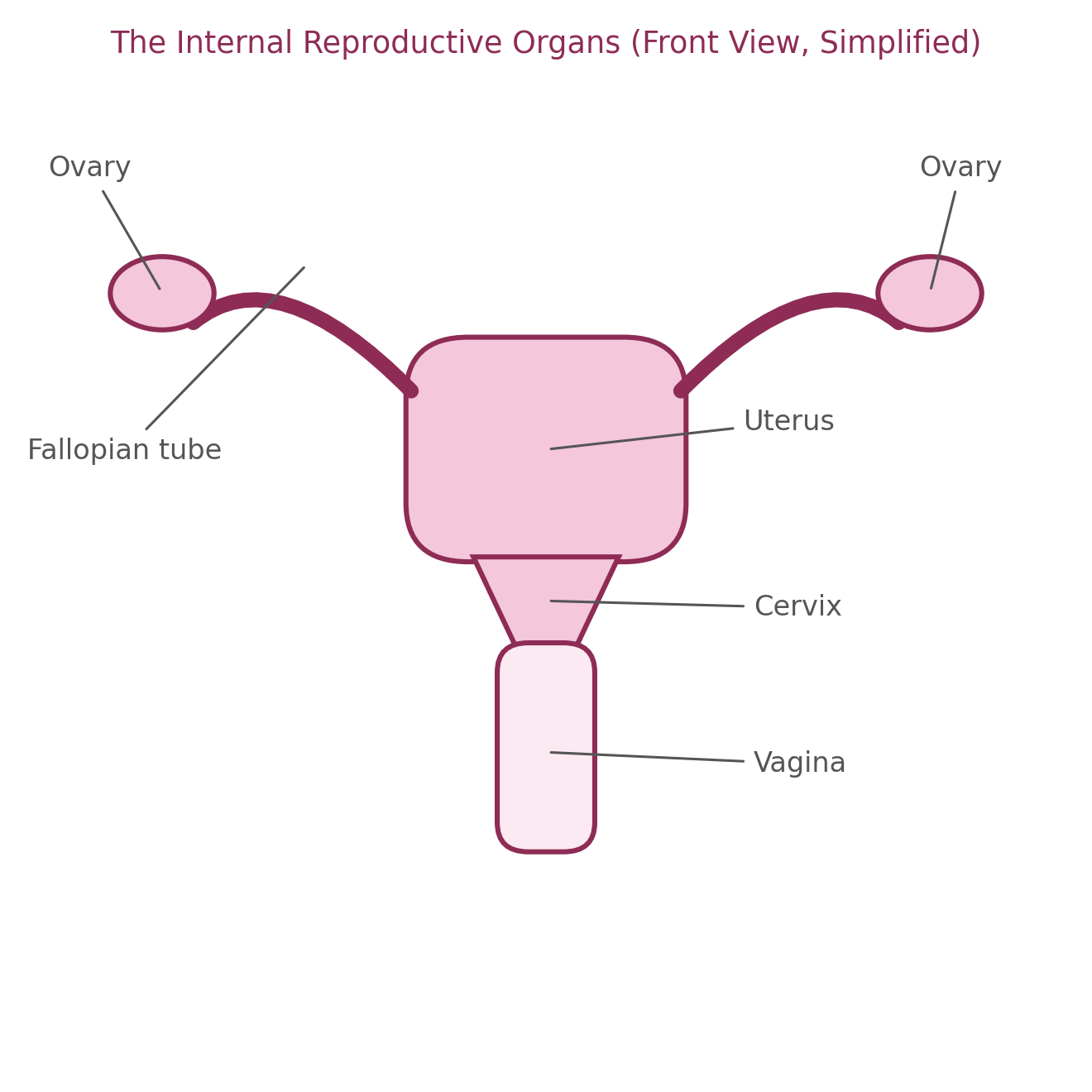 Educational Diagram for Chapter 3: Female Reproductive Anatomy